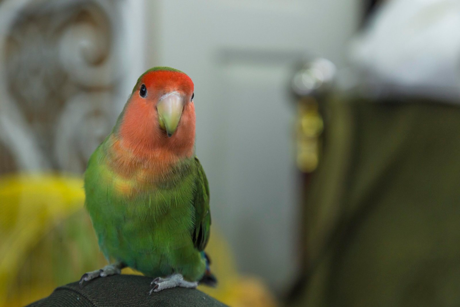Birds