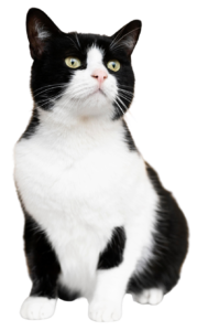 gato-sq