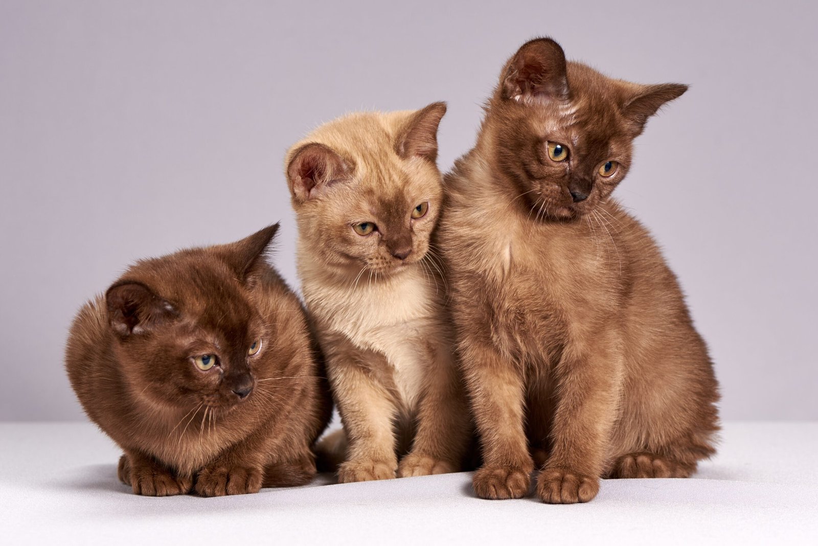 Cats