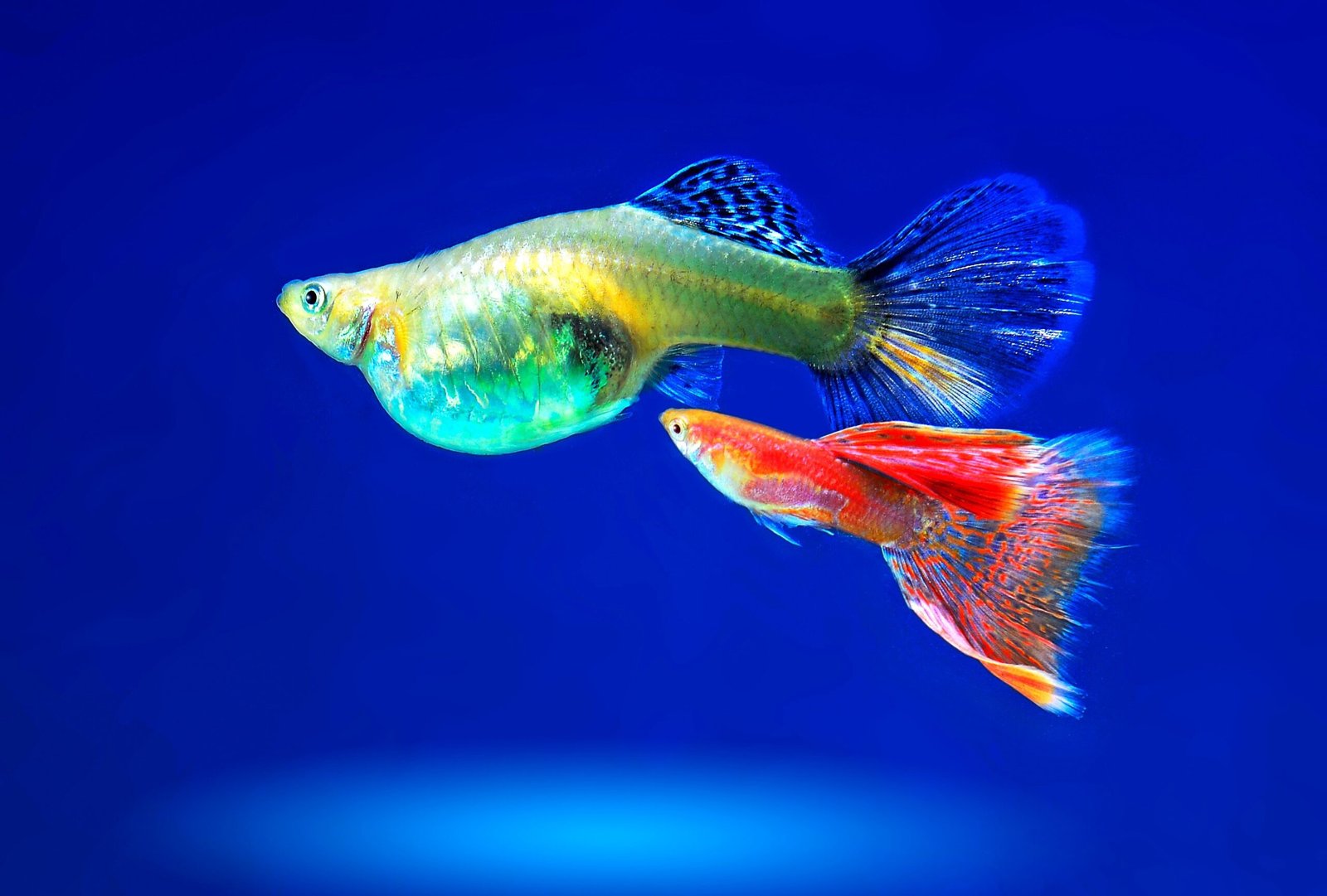 Peces
