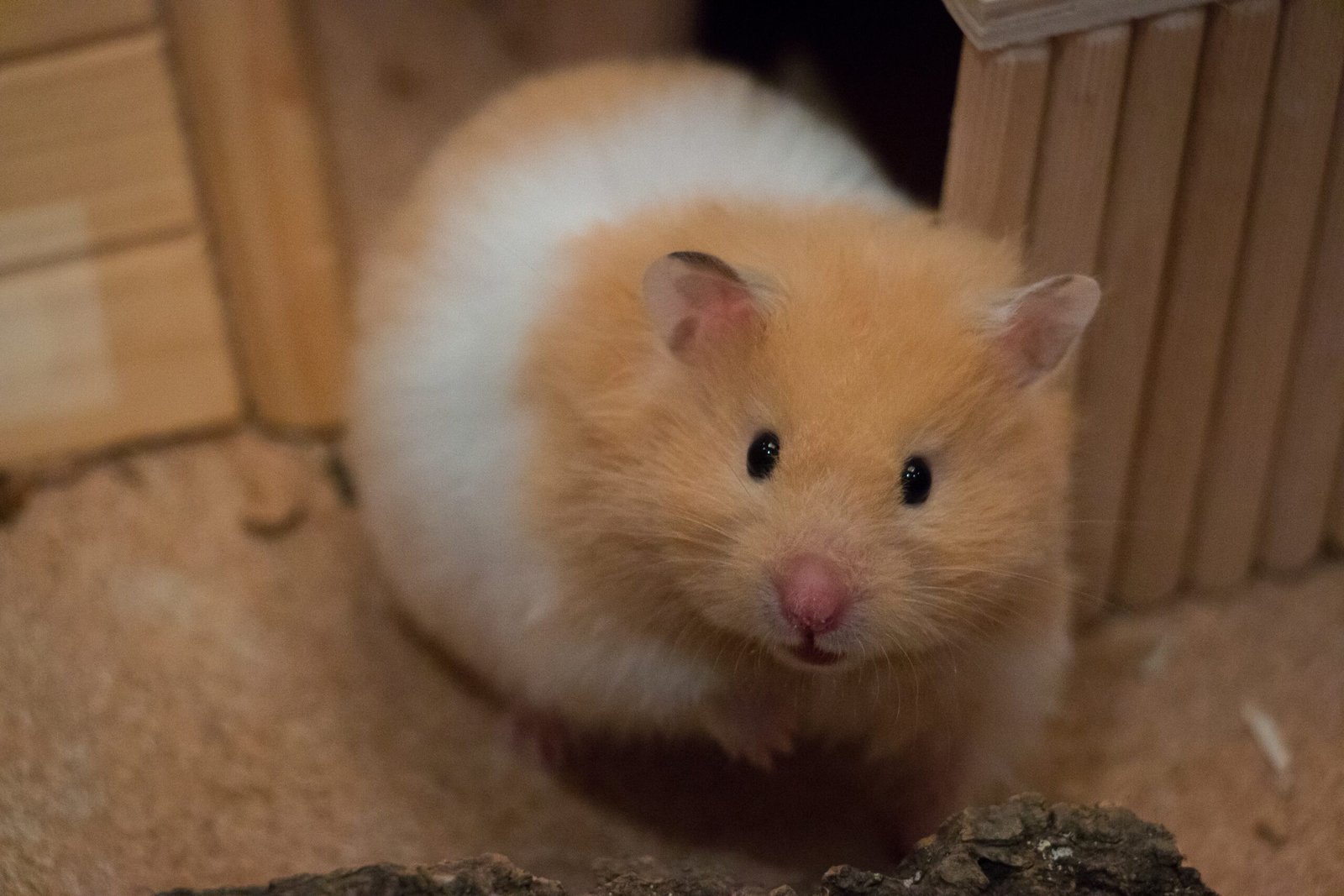 Rodents