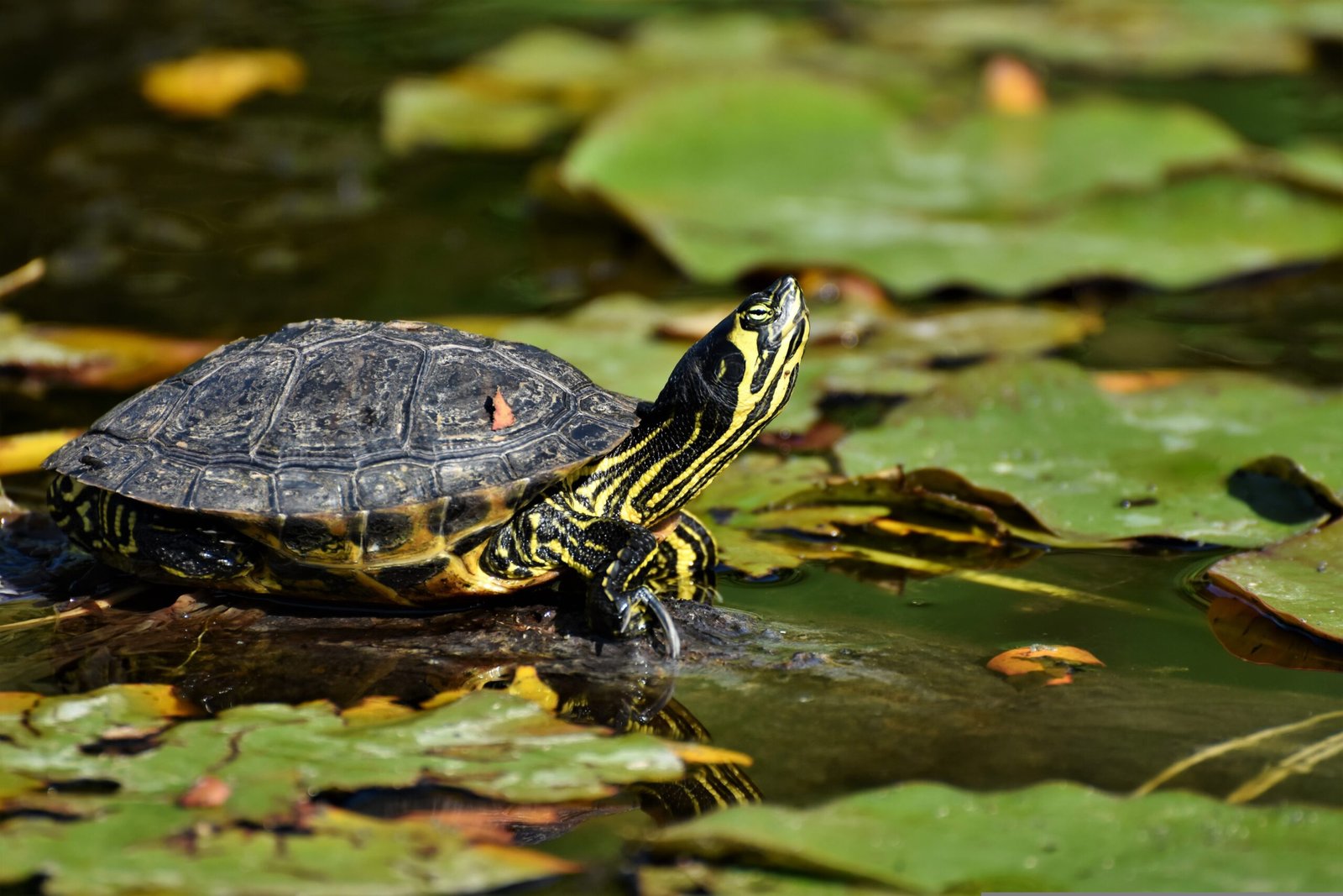 Turtles